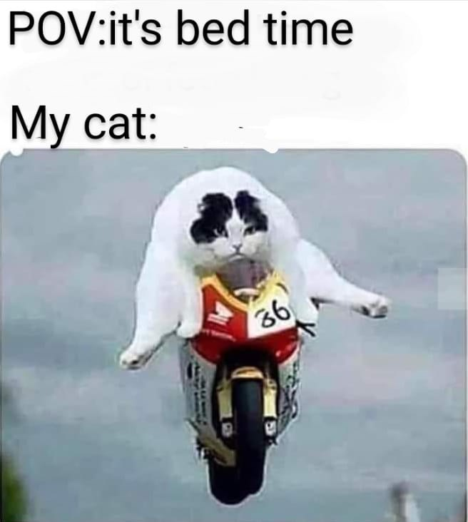 POV:it's bed time My cat: 36