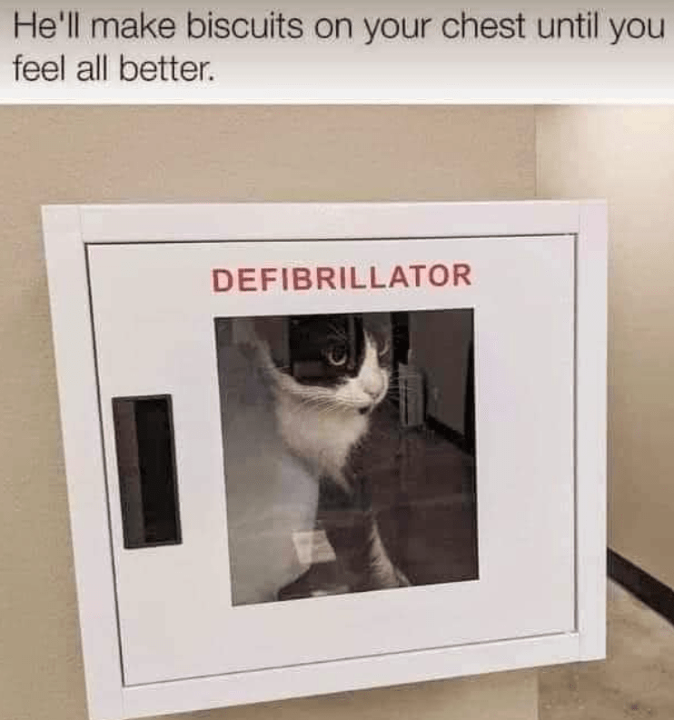He'll make biscuits on your chest until you feel all better. DEFIBRILLATOR