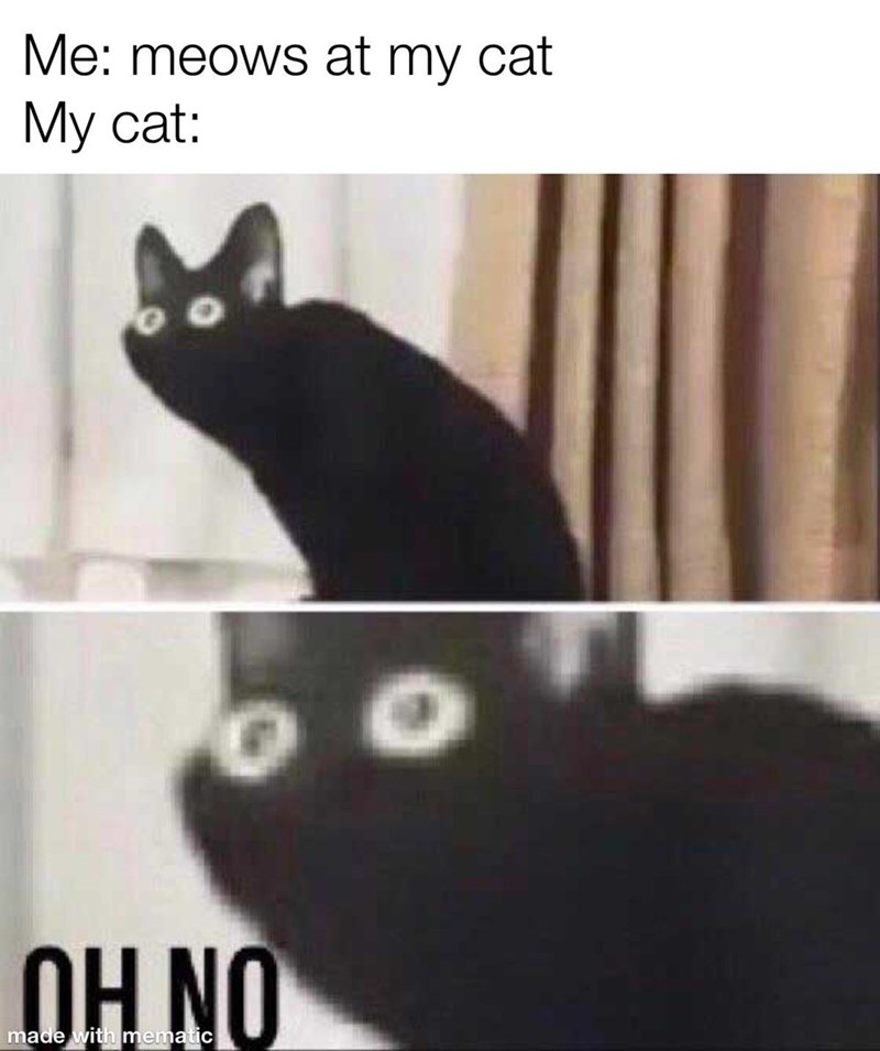 Me: meows at my cat My cat: OH NO made with mematic
