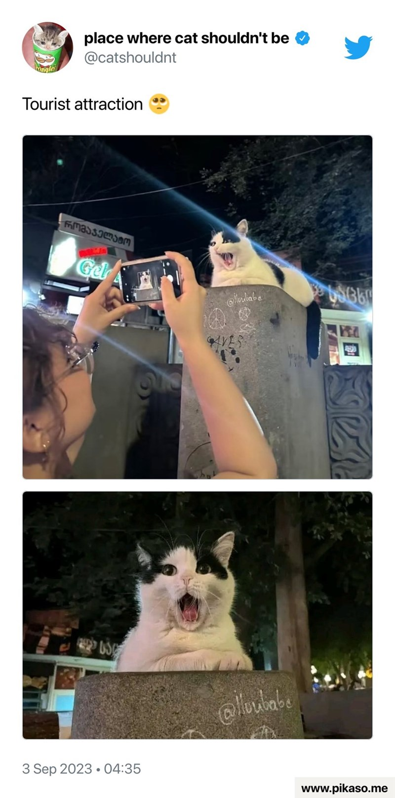 place where cat shouldn't be @catshouldnt Tourist attraction - რვაჯელატო Gel @lubabe 86360 AVE ges 3 Sep 2023 04:35 @lloubabe www.pikaso.me