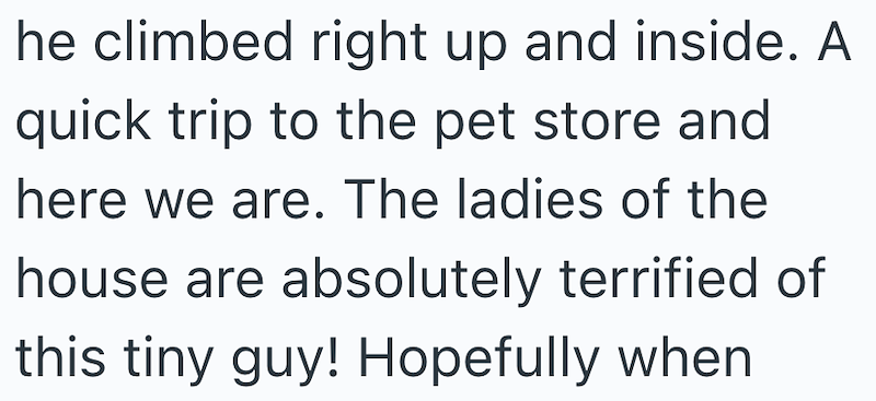 he climbed right up and inside. A quick trip to the pet store and here we are. The ladies of the house are absolutely terrified of this tiny guy! Hopefully when