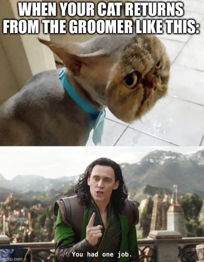 WHEN YOUR CAT RETURNS FROM THE GROOMER LIKE THIS: You had one job. mgflip.com