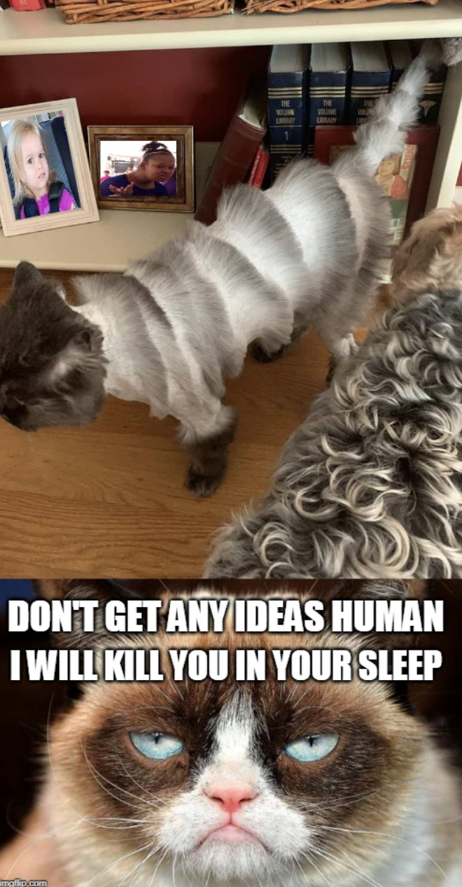 THE THE VOLUME VOLUME LIBRARY UERARY VOLLING LIBRYY DON'T GET ANY IDEAS HUMAN I WILL KILL YOU IN YOUR SLEEP mgflip.com