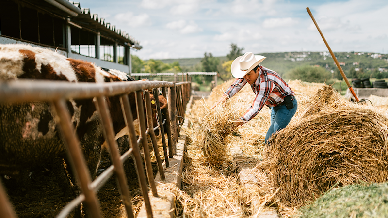 Man working at a farm. 