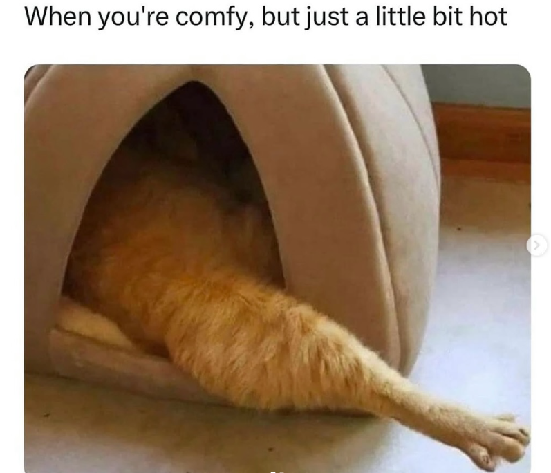 When you're comfy, but just a little bit hot
