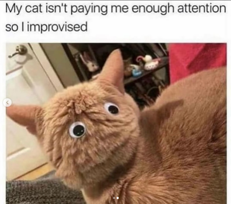 My cat isn't paying me enough attention so I improvised