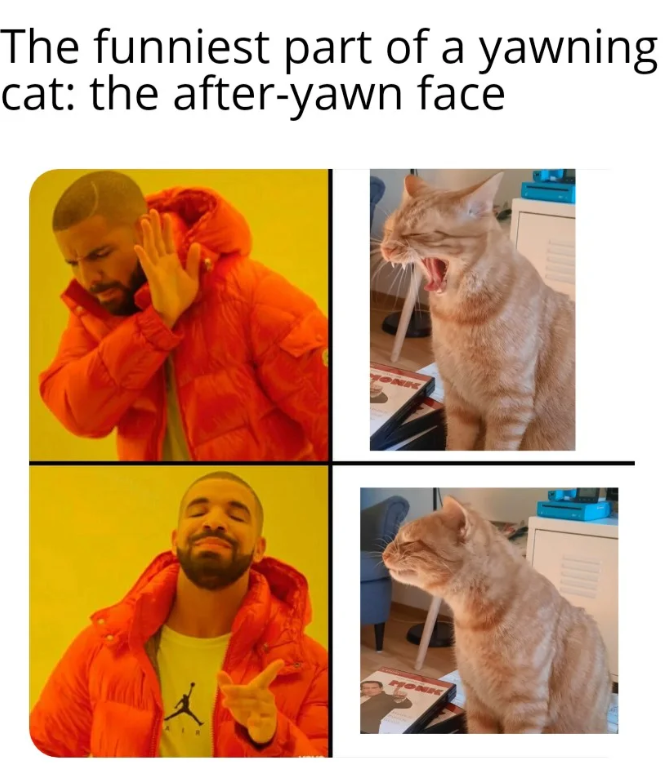 The funniest part of a yawning cat: the after-yawn face