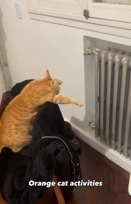 Orange cat activities