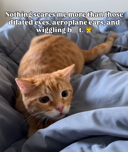 Nothing scares me more than those dilated eyes, aeroplane ears, and wiggling bt. 2
