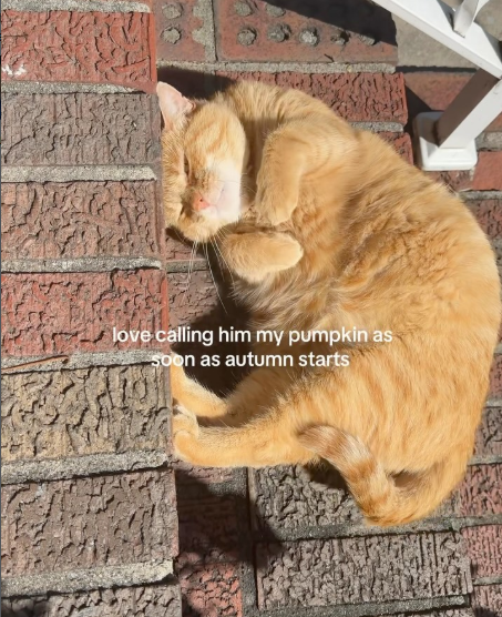 love calling him my pumpkin as soon as autumn starts