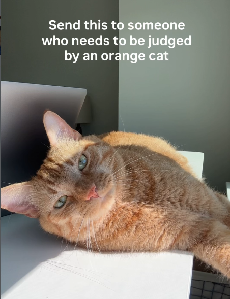 Send this to someone who needs to be judged by an orange cat