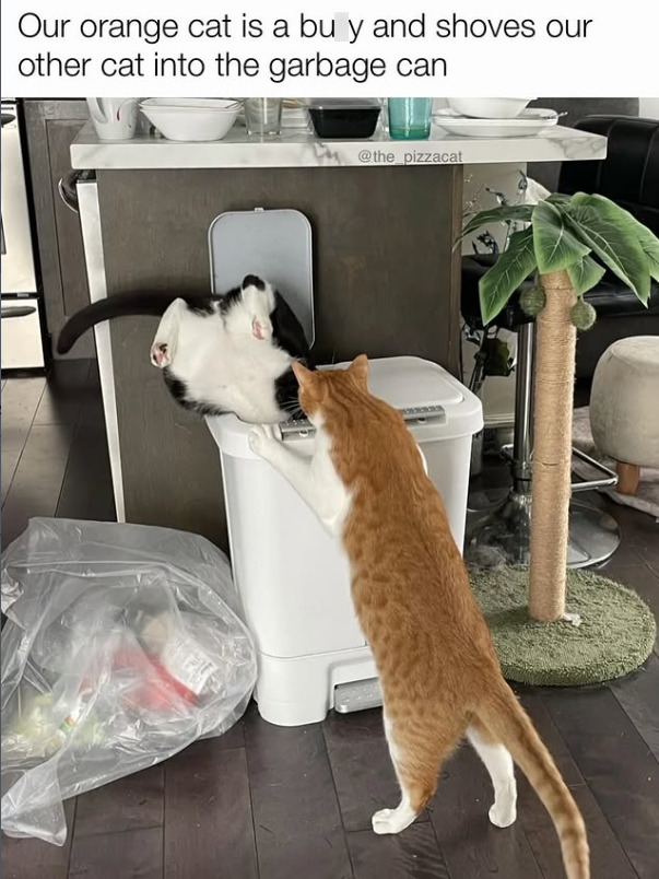 Our orange cat is a bu y and shoves our other cat into the garbage can @the_pizzacat