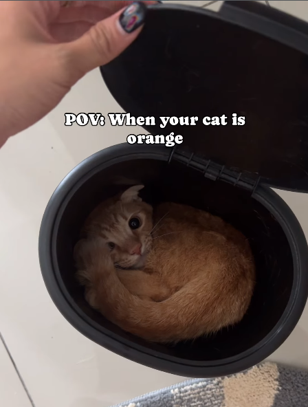 POV: When your cat is orange