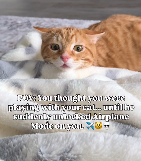 POV: You thought you were playing with your cat... until he suddenly unlocked Airplane Mode on you.