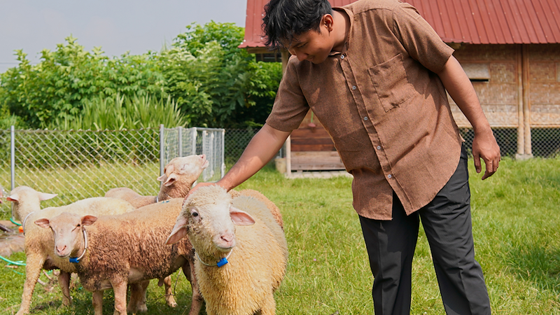 Man petting sheep on farm.