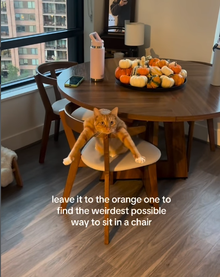 leave it to the orange one to find the weirdest possible way to sit in a chair
