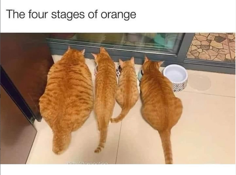 The four stages of orange