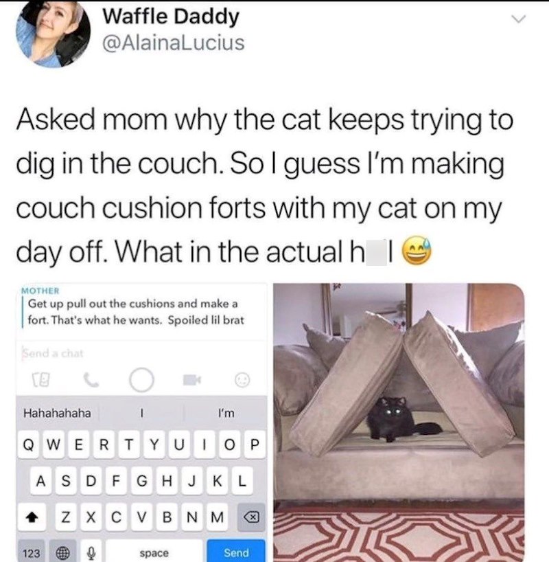 Waffle Daddy @AlainaLucius Asked mom why the cat keeps trying to dig in the couch. So I guess I'm making couch cushion forts with my cat on my day off. What in the actual he MOTHER Get up pull out the cushions and make a fort. That's what he wants. Spoiled lil brat Send a chat [@ Hahahahaha I I'm QWERTYUIOP ASDFGHJKL ZXCVBNM 123 space Send