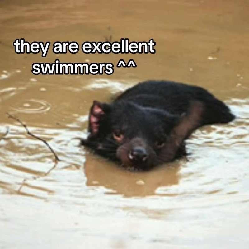 they are excellent swimmers AA