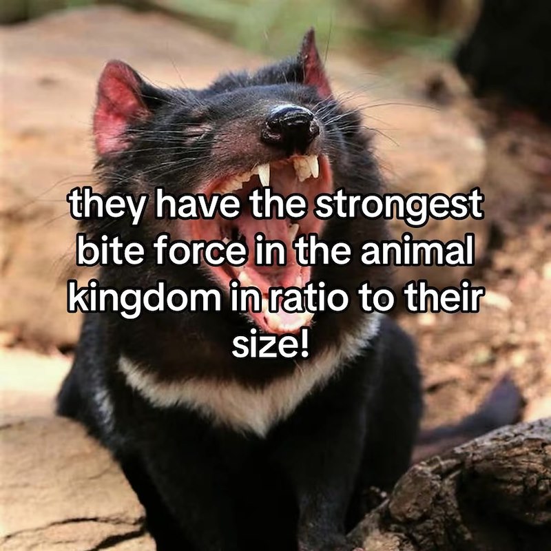 they have the strongest bite force in the animal kingdom in ratio to their size!