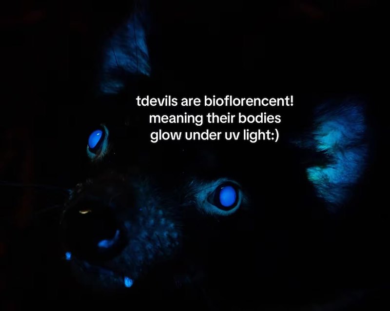 tdevils are bioflorencent! meaning their bodies glow under uv light:)