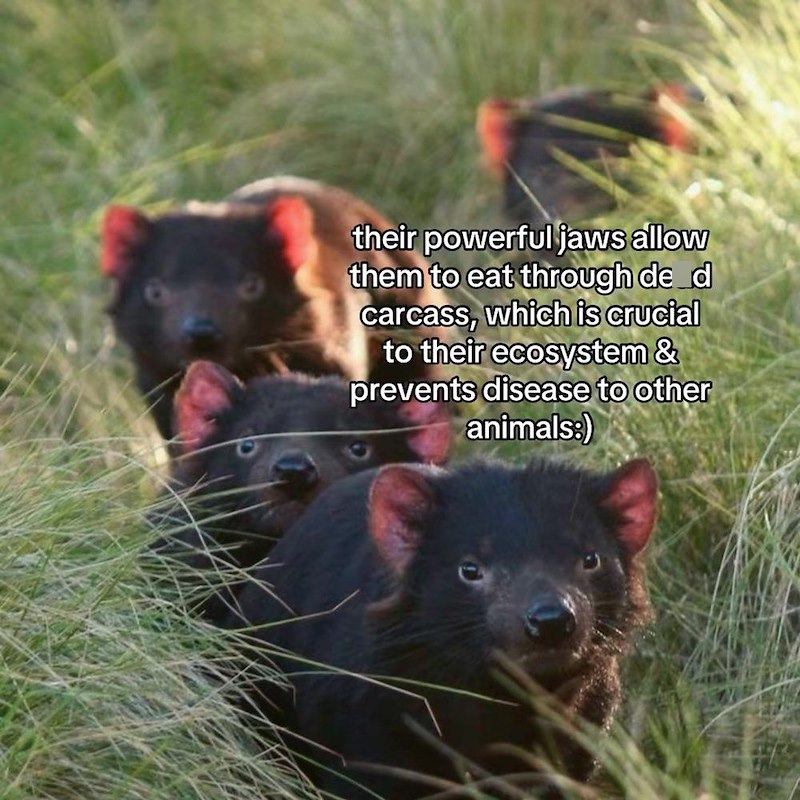their powerful jaws allow them to eat through de d carcass, which is crucial to their ecosystem & prevents disease to other animals:)