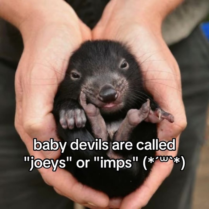 baby devils are called "joeys" or "imps" (*w**)