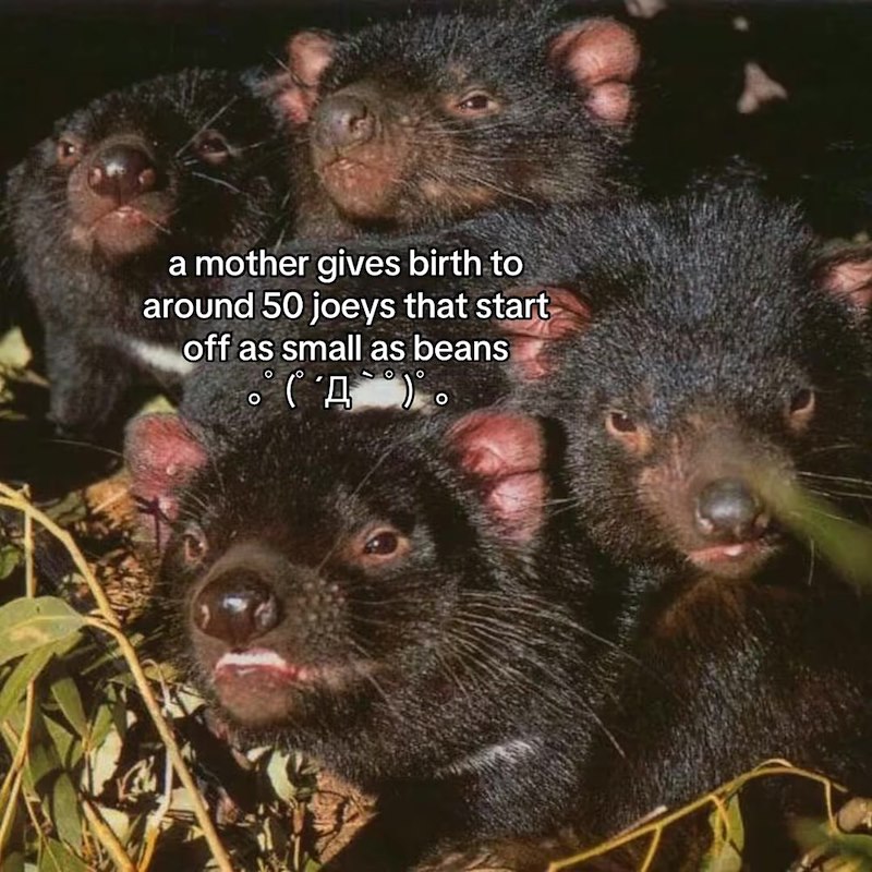 a mother gives birth to around 50 joeys that start off as small as beans (八)。 O