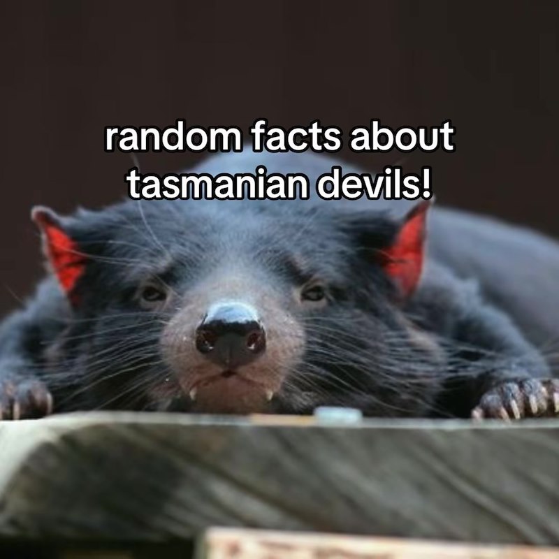 random facts about tasmanian devils!