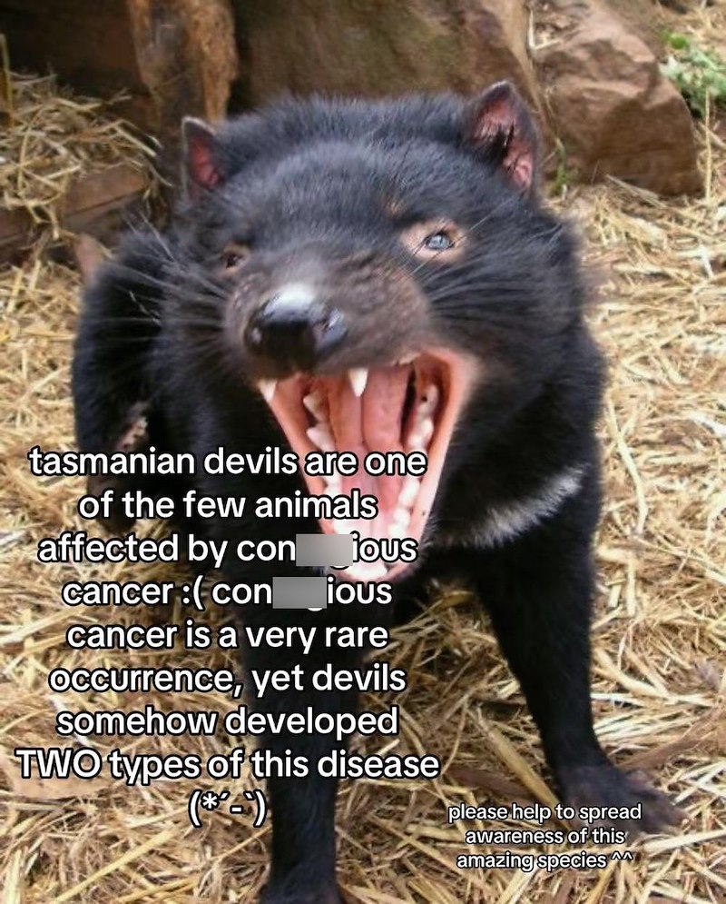 tasmanian devils are one of the few animals affected by con jous cancer:(con_ious cancer is a very rare Occurrence, yet devils somehow developed TWO types of this disease please help to spread awareness of this amazing species