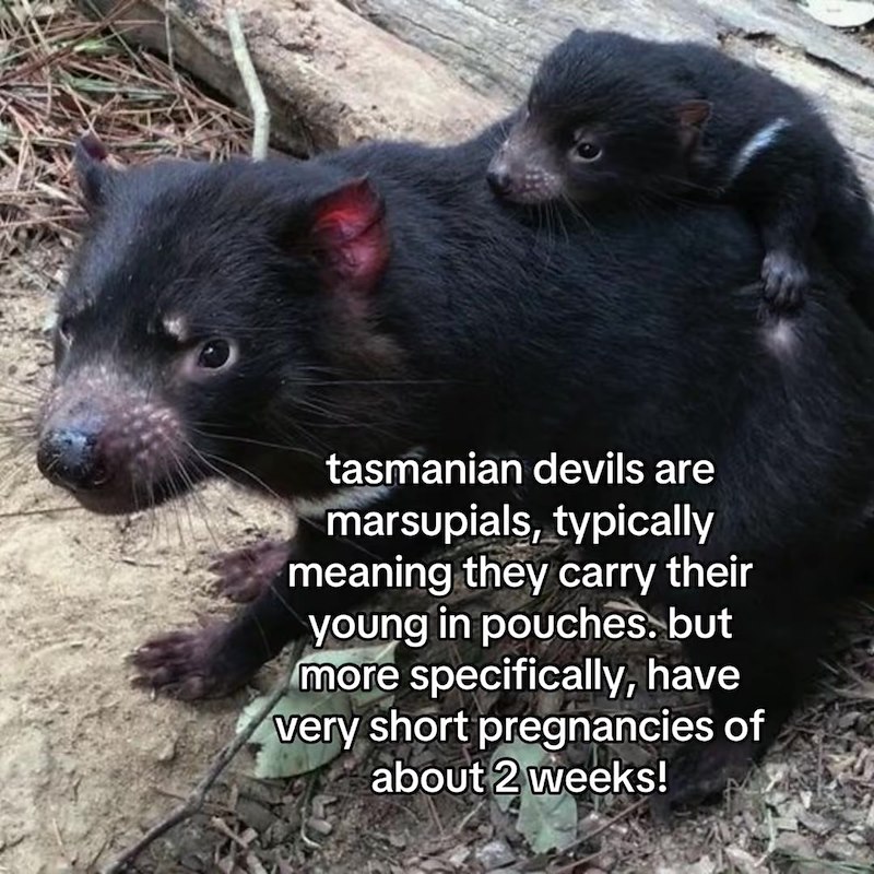 tasmanian devils are marsupials, typically meaning they carry their young in pouches. but more specifically, have very short pregnancies of about 2 weeks!