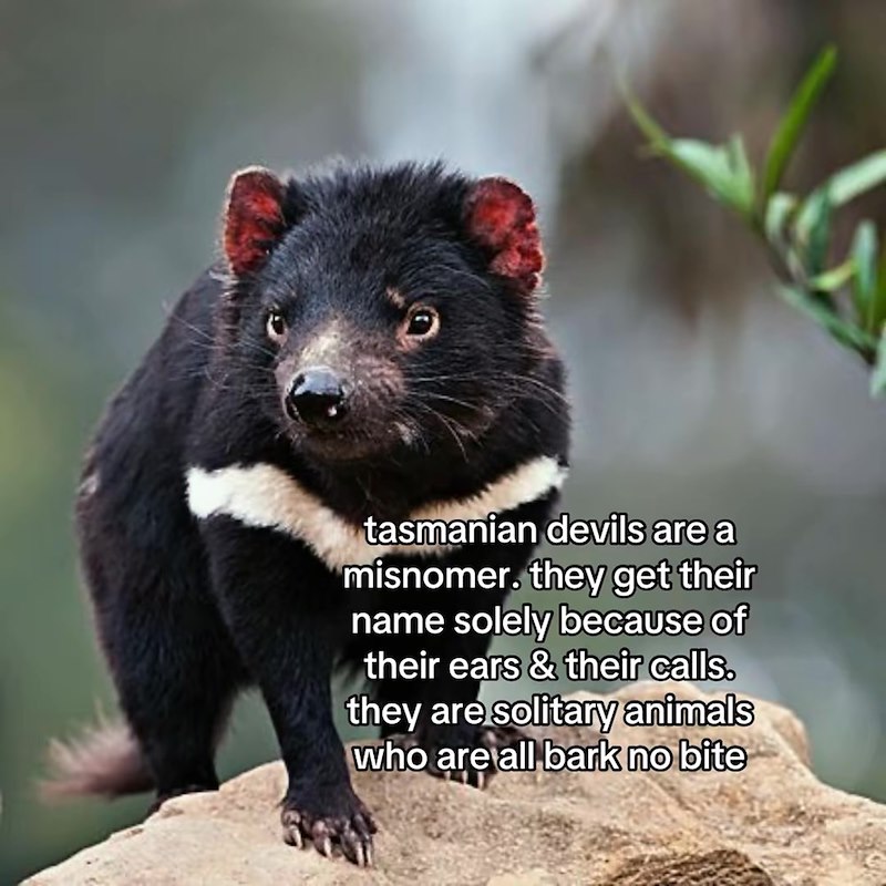 tasmanian devils are a misnomer. they get their name solely because of their ears & their calls. they are solitary animals who are all bark no bite