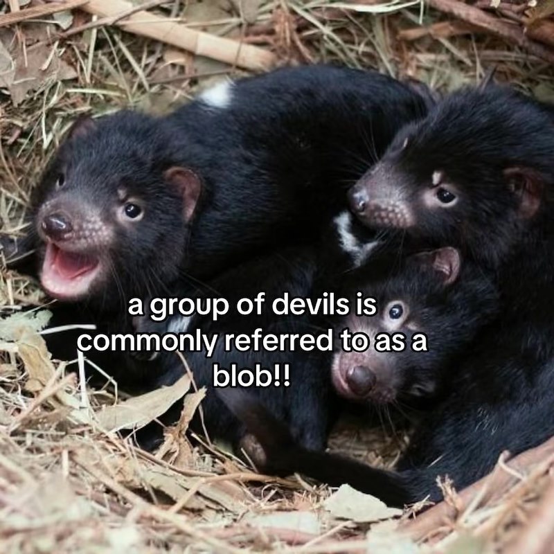 a group of devils is commonly referred to as a blob!!