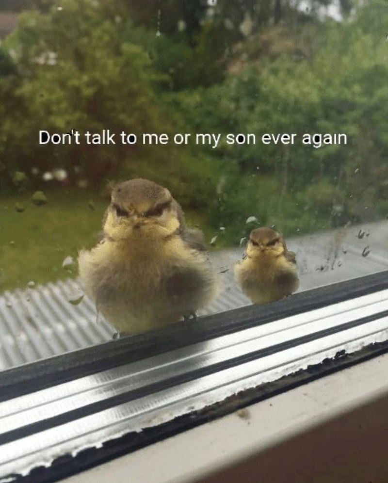 Don't talk to me or my son ever again