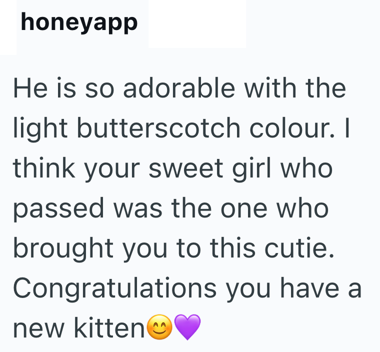 honeyapp He is so adorable with the light butterscotch colour. I think your sweet girl who passed was the one who brought you to this cutie. Congratulations you have a new kitten