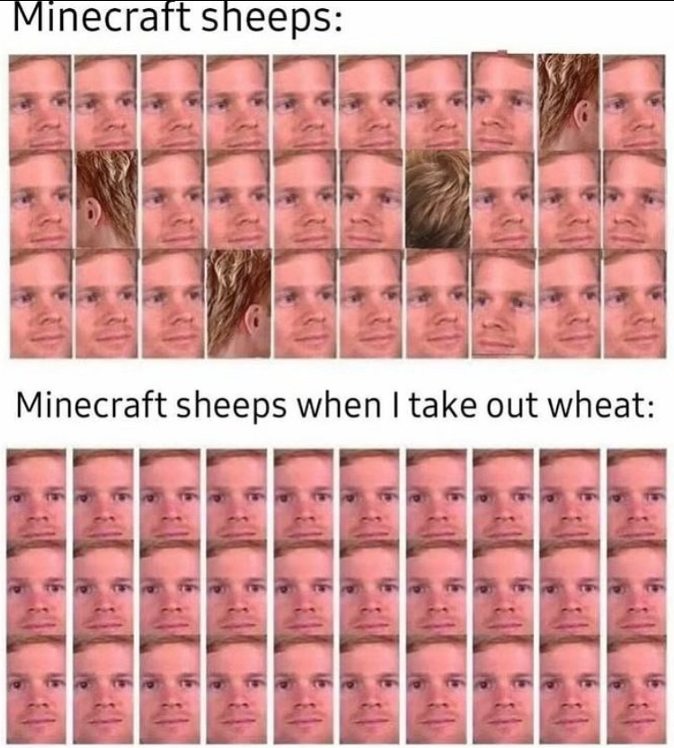Minecraft sheeps: Minecraft sheeps when I take out wheat: