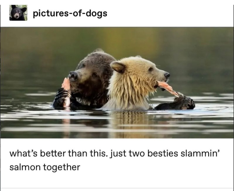 pictures-of-dogs what's better than this. just two besties slammin' salmon together