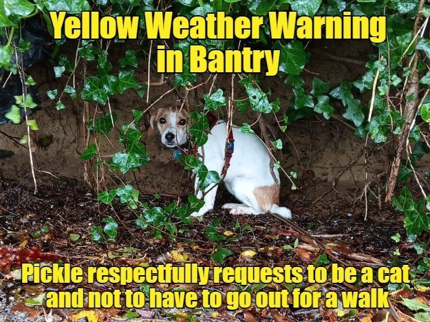 Yellow Weather Warning in Bantry Pickle respectfully requests to be a cat and not to have to go out for a walk