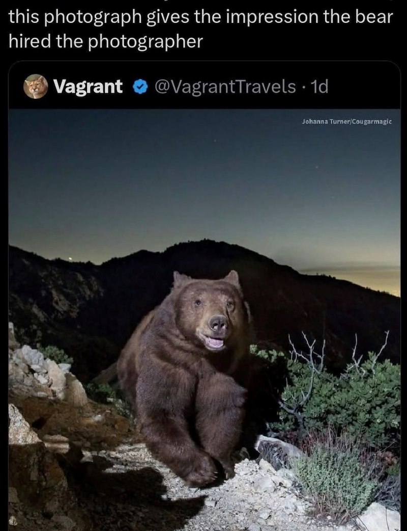 this photograph gives the impression the bear hired the photographer Vagrant @VagrantTravels ⚫ 1d Johanna Turner/Cougarmagic