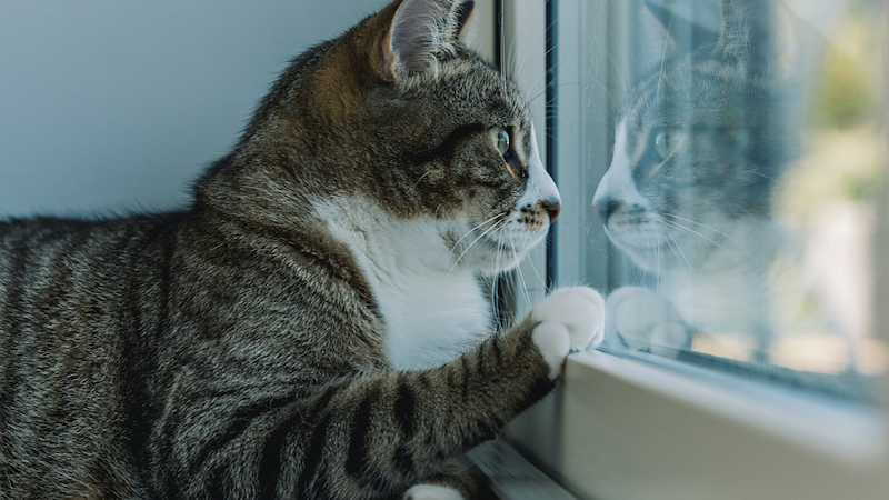 A cat sits on a windowsill with its paw on the window.