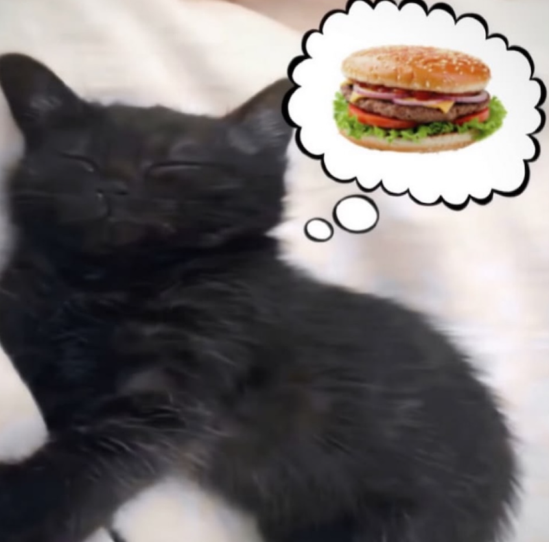 Cheezburger Image 10667613952