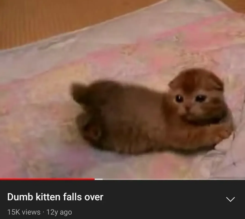 Dumb kitten falls over 15K views - 12y ago