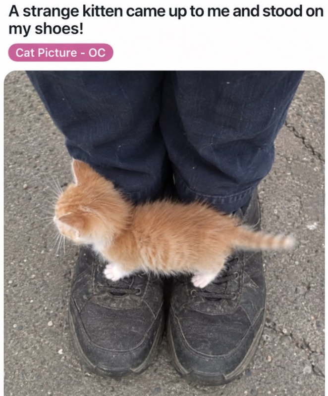 A strange kitten came up to me and stood on my shoes! Cat Picture - OC