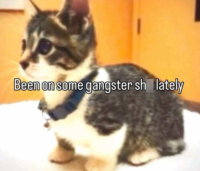 Been on some gangster sh lately