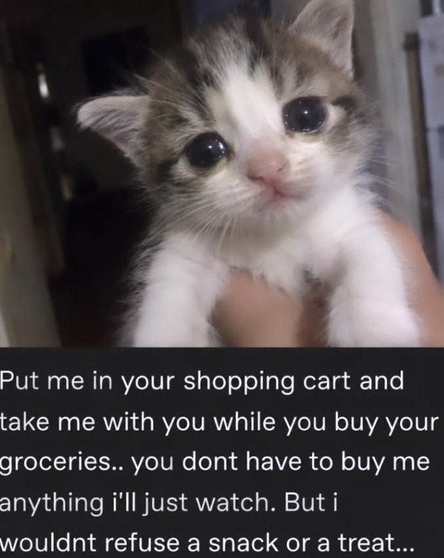 Put me in your shopping cart and take me with you while you buy your groceries.. you dont have to buy me anything i'll just watch. But i wouldnt refuse a snack or a treat...