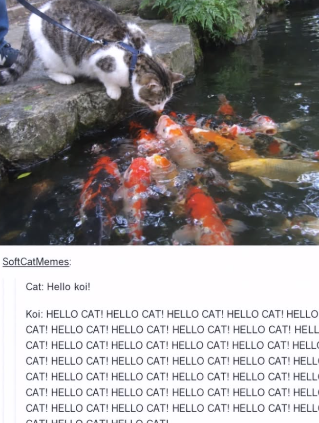 SoftCatMemes: Cat: Hello koi! Koi: HELLO CAT! HELLO CAT! HELLO CAT! HELLO CAT! HELLO CAT! HELLO CAT! HELLO CAT! HELLO CAT! HELLO CAT! HELL CAT! HELLO CAT! HELLO CAT! HELLO CAT! HELLO CAT! HELLO CAT! HELLO CAT! HELLO CAT! HELLO CAT! HELLO CAT! HELL CAT! HELLO CAT! HELLO CAT! HELLO CAT! HELLO CAT! HELLO CAT! HELLO CAT! HELLO CAT! HELLO CAT! HELLO CAT! HELLO CAT! HELLO CAT! HELLO CAT! HELLO CAT! HELLO CAT! HELL CATLHELLO CATL HELLO CATI