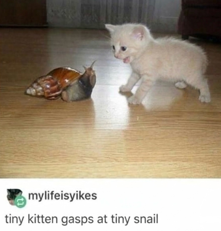 mylifeisyikes tiny kitten gasps at tiny snail