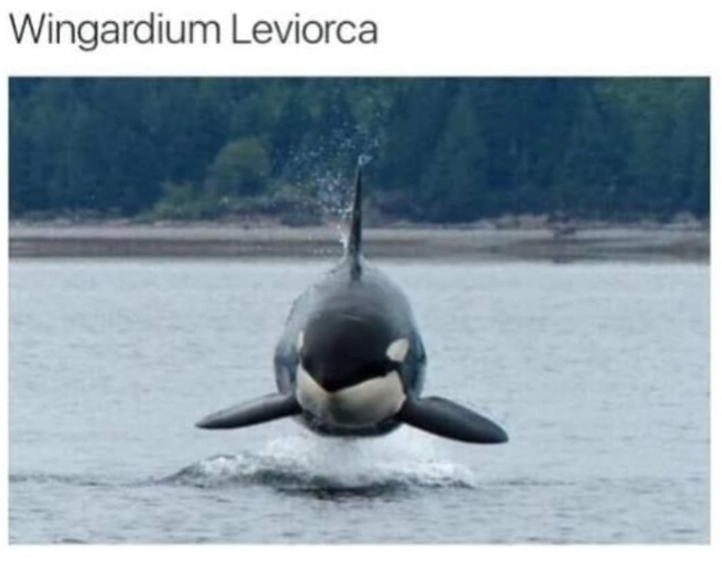 Wingardium Leviorca