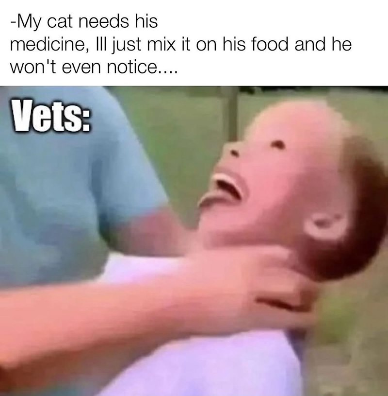 -My cat needs his medicine, III just mix it on his food and he won't even notice.... Vets: