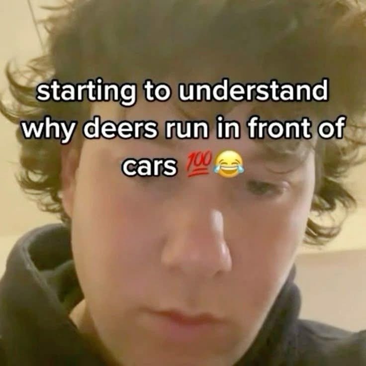 starting to understand why deers run in front of cars 100